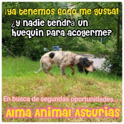 Cuca