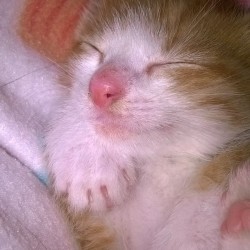 Flapi