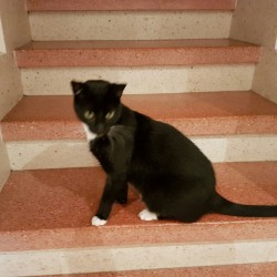 Elvis