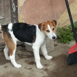 Pancho