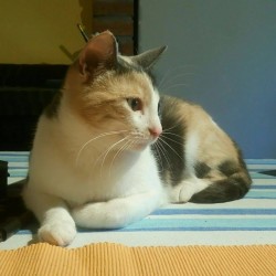 Ofelia