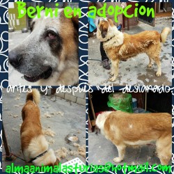 Berni
