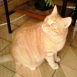 Pepito