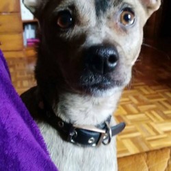 Perla