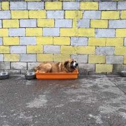 Tintín