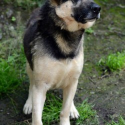 Lobo