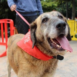  Susi