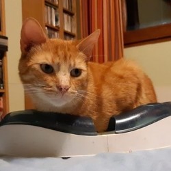 Canelo