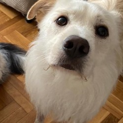 Kiko