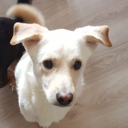 Chico