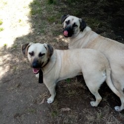 Zipi y Zape