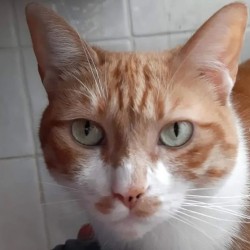 Michi 