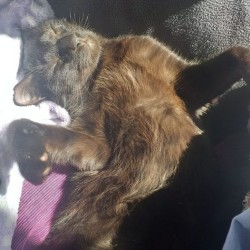 Zeus