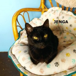 Jenga