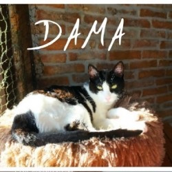 Dama