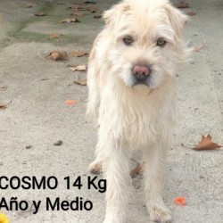 Cosmo
