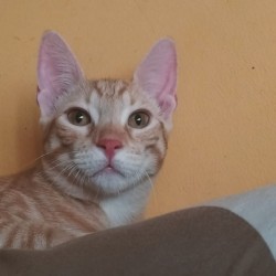 Nimbo