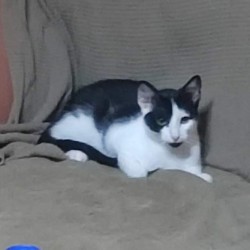 Chula