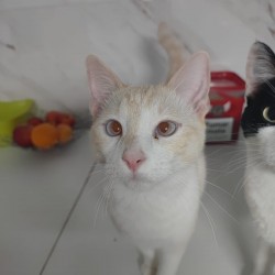 Cirro