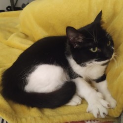 Bimba