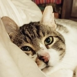 Jack