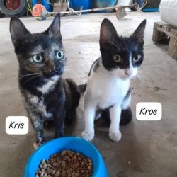 Kros