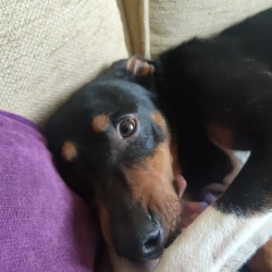 Pedro