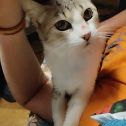 Gelatina