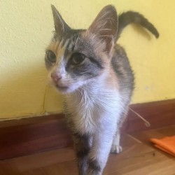 Giuliana