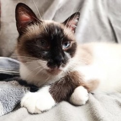 Curuxa 