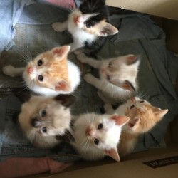 Gatibebés