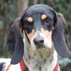 Julieta