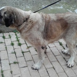 Hermi