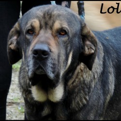 Lolo