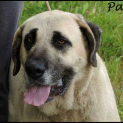 Pan