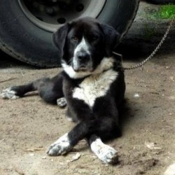 Pongo
