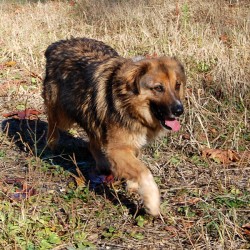 Chico