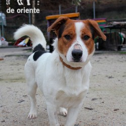Pancho