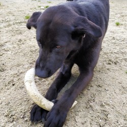 Greta