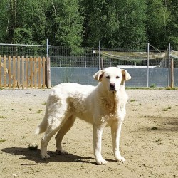 Tula