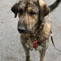 Gus