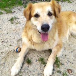 Dobri