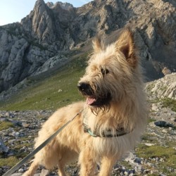 Alan