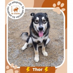 Thor