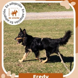 Fredy