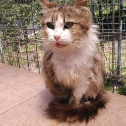 Pituca