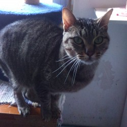 Tigre