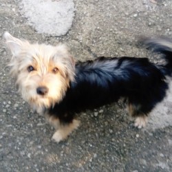 Chiki