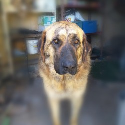 Kion