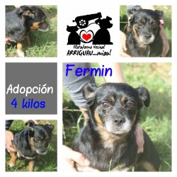 FERMÍN (ADOPTADO) :-)